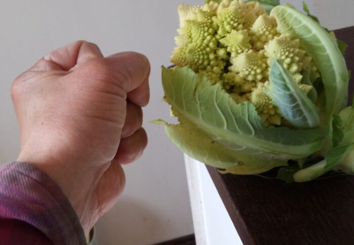 1本から3個の花蕾が穫れ、今までで一番大きなロマネスコが収穫出来ました。