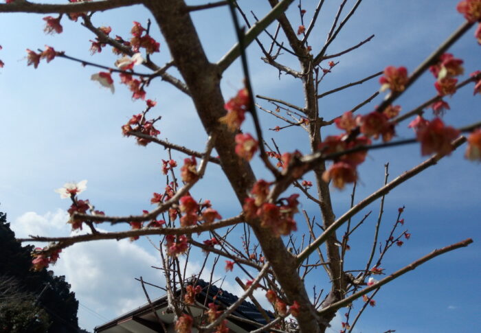 花びらがはらはらと散っていきましたが、受粉した花殻がのこりました。