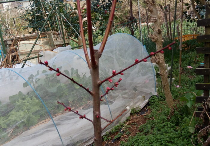 豊後梅が我が家に来た。未だ仮置きですが、どこがいいかしらねぇ。