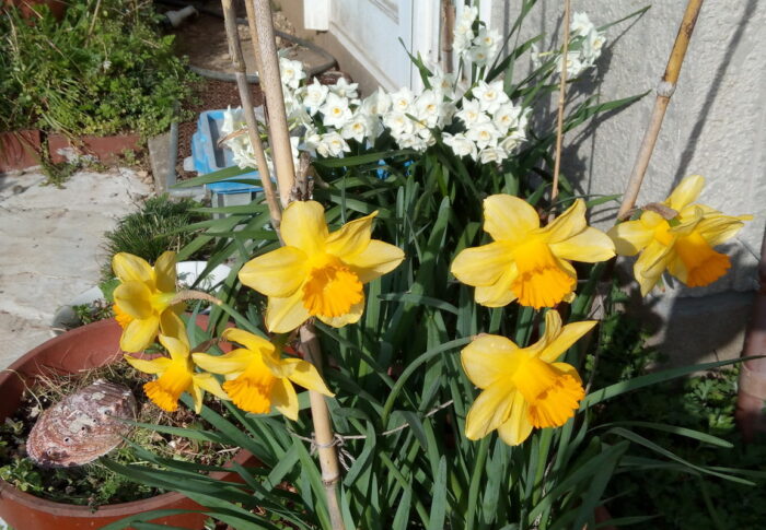 梅の次は水仙です～♪　ラッパ水仙も芳香水仙も満開です。