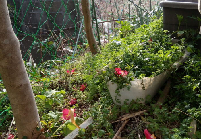 キョン目線になるとお隣との境からまっすぐに我が庭に入れます～♪