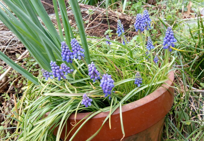 次の春は花々も自然資材で育ててみたい。それが可能になったら？