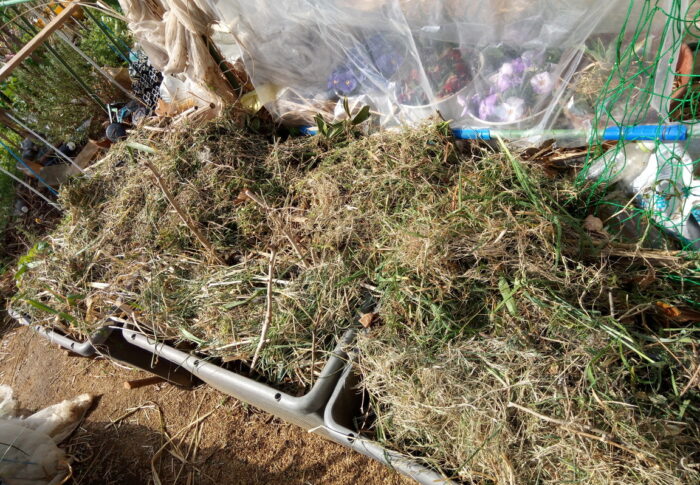 ドン！と畝の上に積んだ刈草は強くなる日差しから野菜や花を守ってくれます！