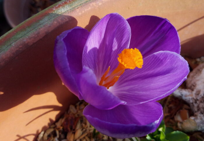 こんな艶やかなクロッカスは初めてです。ドッキドキ！