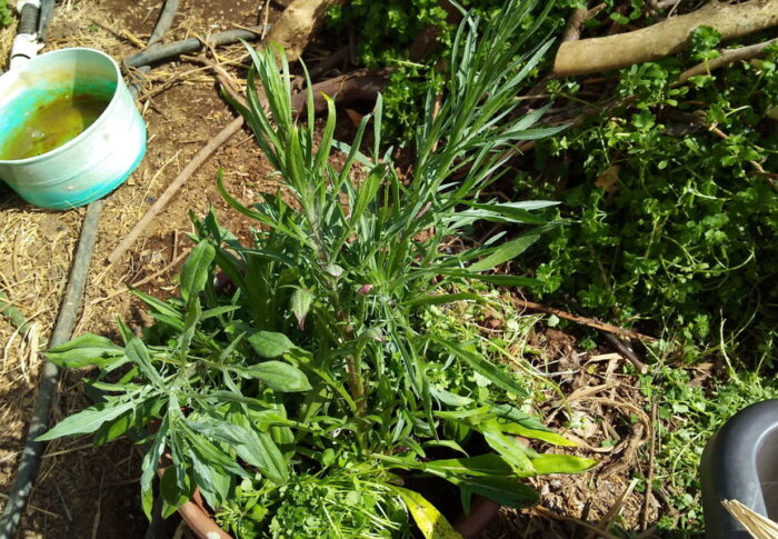 仮住まいしていたヤグルマギクをよーやく！二鉢に分けて定植しました。