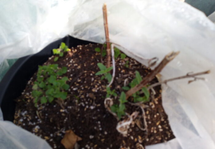 サルビアレウカンサメキシカーナが初めての冬を越しました～♪