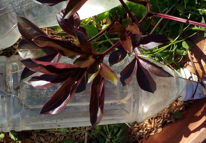 芍薬も草を糧に育ってもらいます。えっ？今までと変わらん？