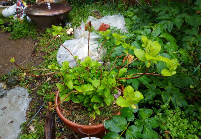 植物たちは毎日グングンと生長しています。丸い葉の紫陽花も…