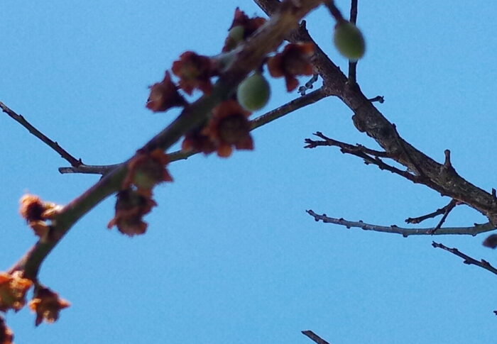 数週間前の花が結実し、青くて可愛い実が膨らんで来ました。