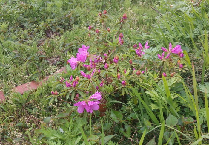 西隣さんのオオムラサキが鮮やかなマジェンタの花を見せて呉れました。