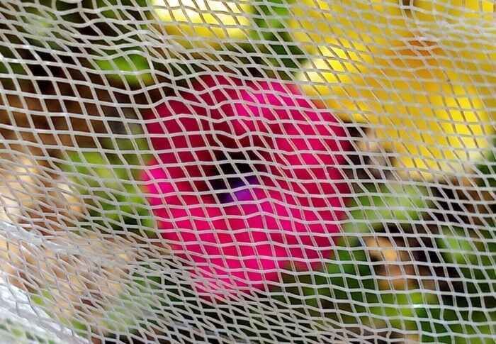 暗い紫色の蕾からは想像出来ない鮮やかなマジェンタ色の花です。