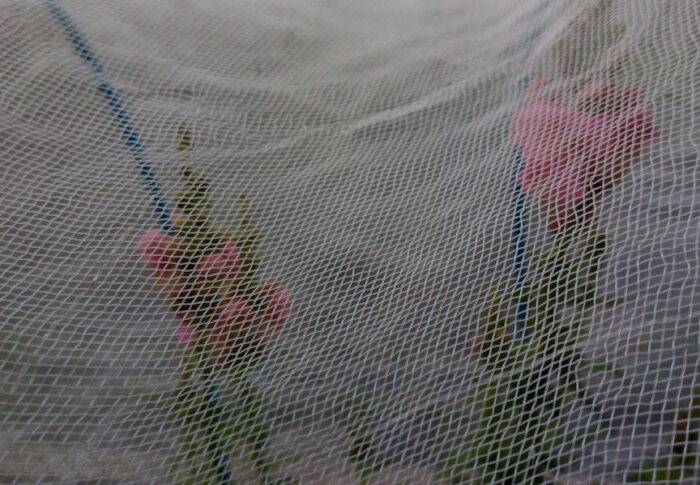 キンギョソウピンクが開きました。黄色、赤と続きます。