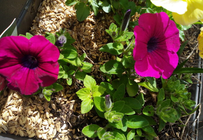 グングン育つサチュニアパープルでプランターを埋めたくなる！