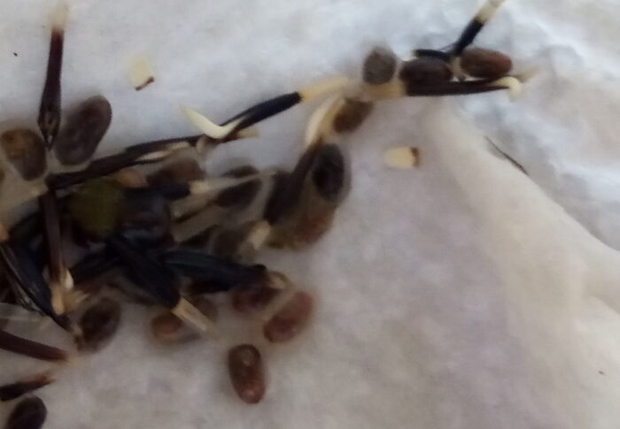 マリゴールドアイシスとサルビア混合の種がプライミングを終えました。