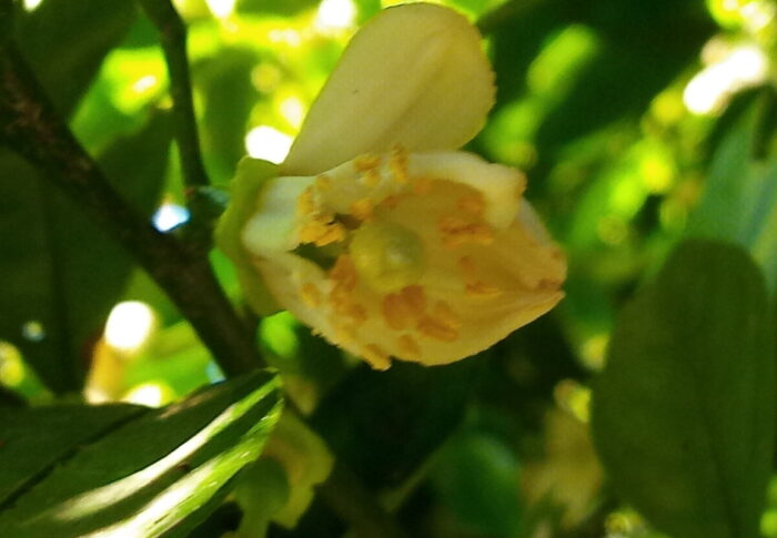 嬉しい事に受粉して花弁を落とした花が少しずつ増えて来ました。