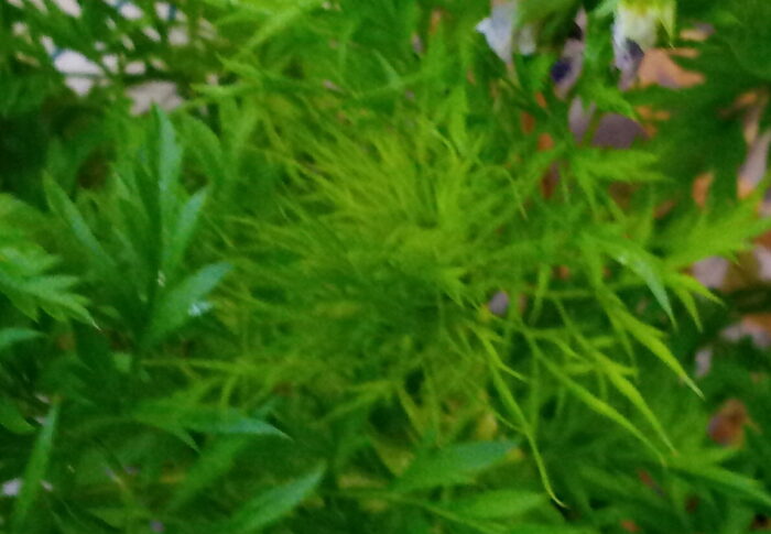 ちび人参からは想像もつかない、背の高い、人参の花が見られるかしら？