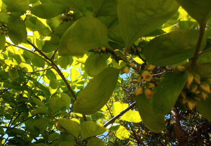 柿観察初心者としては、家の柿の状態が分かる様になりたいなぁ。