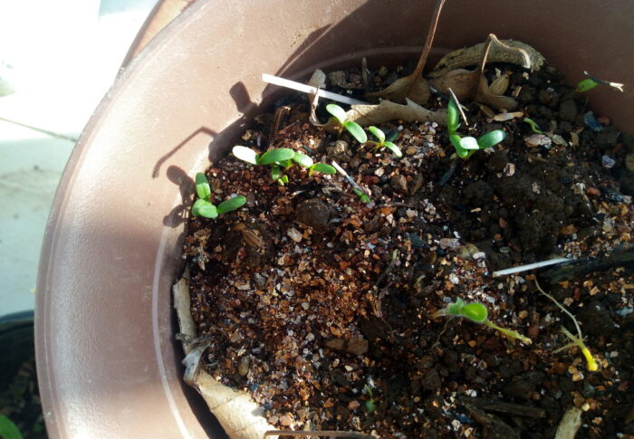 マリゴールドアイシスとサルビア混合の発芽がじわじわと始まりました。