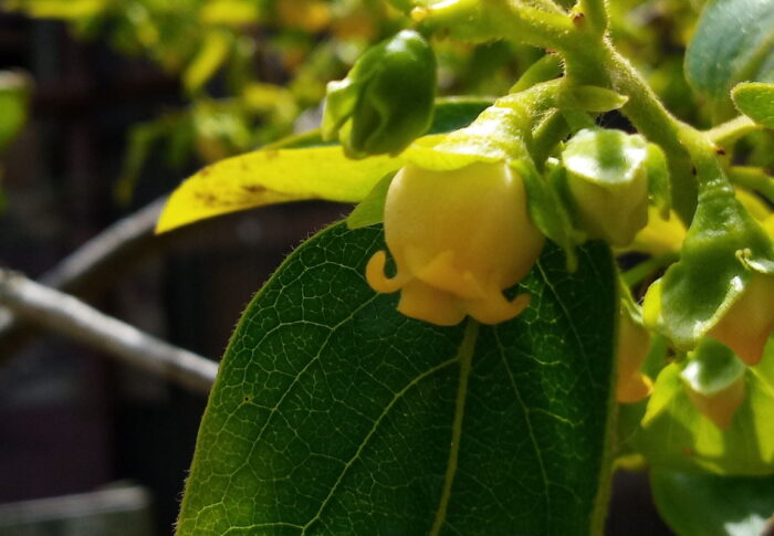 昨日まで緑色だった禅寺丸柿の花が突然の様に黄金色に変わりました～！！