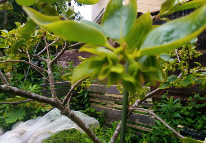 禅寺丸に無事雌花が現れてホッとしました。植物って本当に不思議！