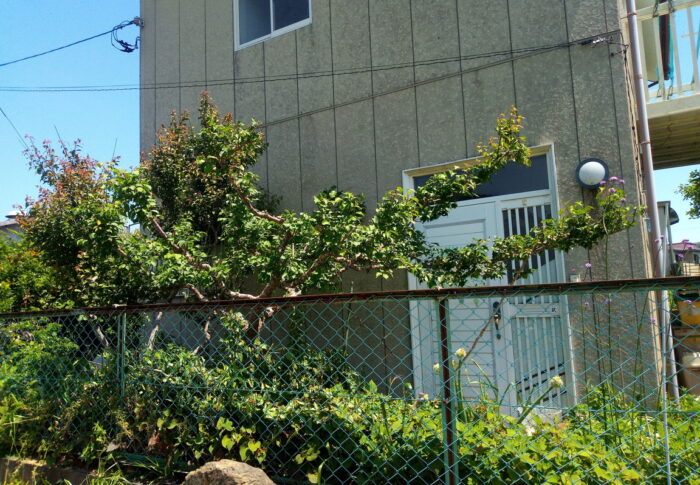 夢中になってやった梅木の剪定が終わり、結構、氣が楽になったなぁ。笑