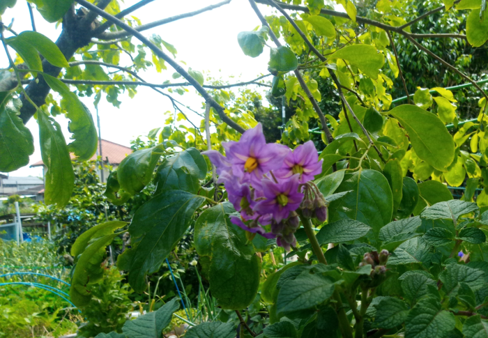 背高く伸びたグランドペチカ（デストロイヤー）の花はとても綺麗な紫色です。