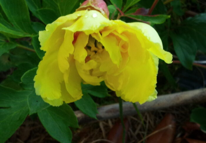 オリエンタルゴールドの二番花が咲いたのは本当に珍しいですよ。