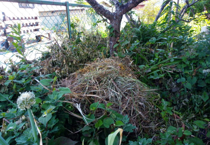 一昨日Tさんが刈った原っぱの刈草を、庭中の畝や庭木の根本に敷きました！｜