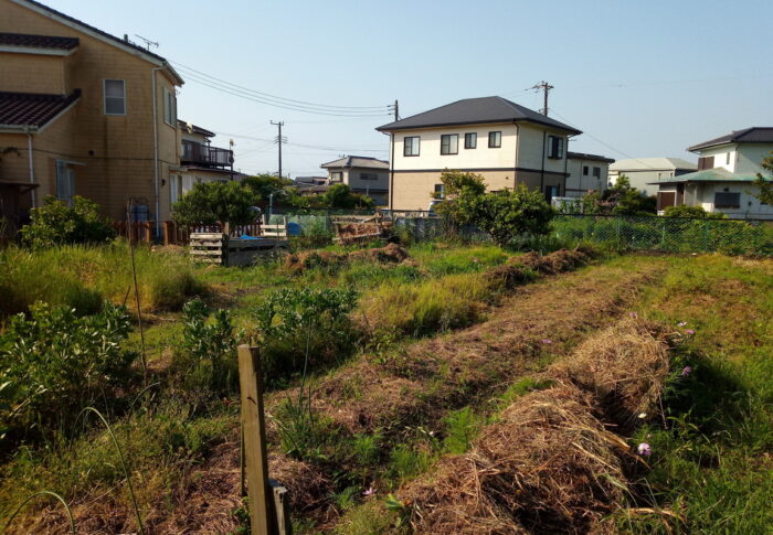初夏に草のお布団で西隣さんのジャガイモも(+_+)しているだろうなぁ…笑