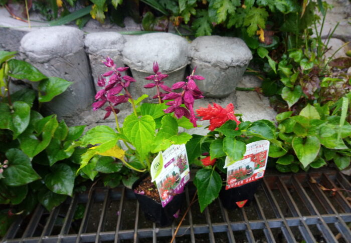 一晩雨の洗礼を受けたサルビアゴーゴーは無事でした。良かった～！