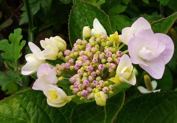 日に日に姿を変える紫陽花の花はクライマックスを迎えています