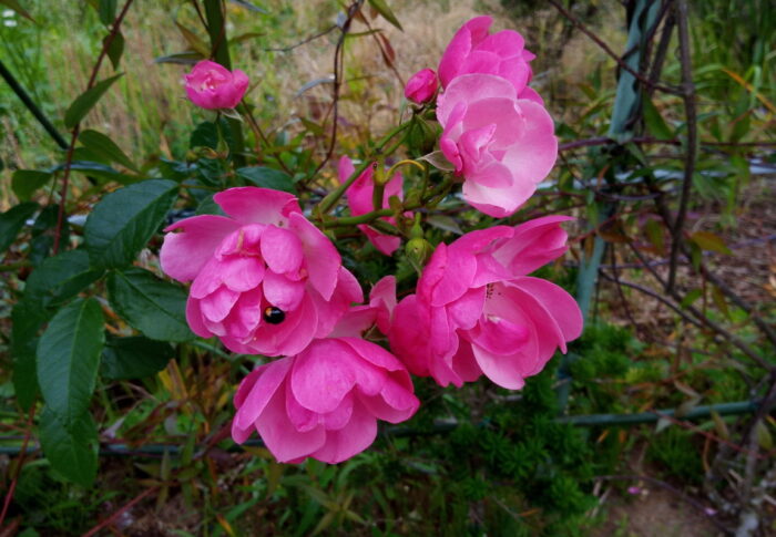 やはり薔薇は可愛くて華やかですねぇ。Yさんのお庭の可愛いバラです。