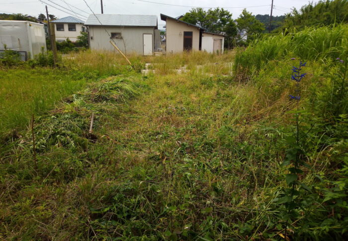 雨の時期は草と競争ですよね。萱の叢の最前列まで刈って来ました。