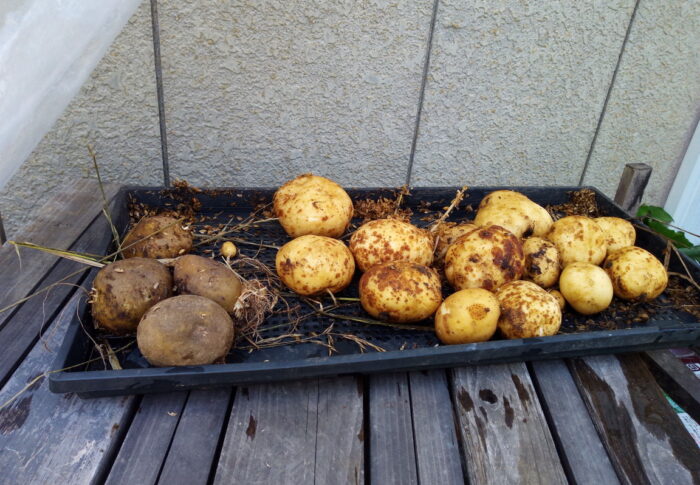 種イモを入れて敷き草だけで育てました。無施肥のジャガイモ。