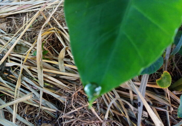 毎朝、里芋は葉露を転がして着けているのは見慣れた光景です。