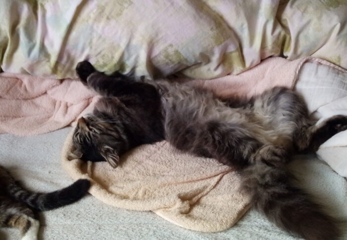 た、た、大変です。トラ子が生き返った～！そして福と一緒に朝帰りです。何がどうなった！？