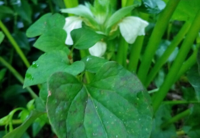 来た～！アカンサスの初めての花穂は未だ大きな葉の下に隠れています。