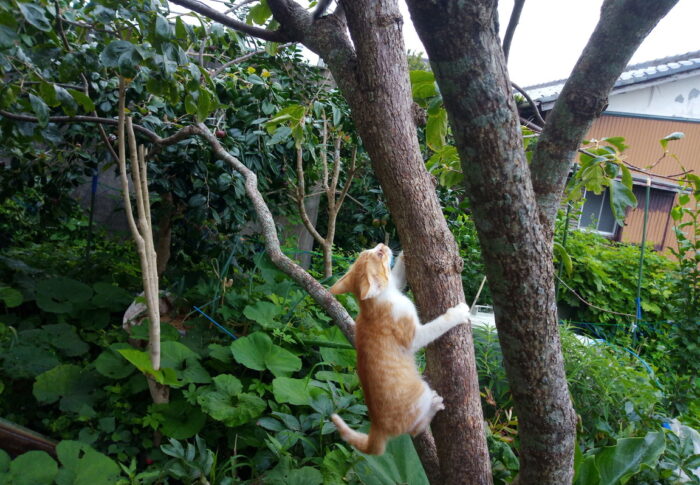 わ～い、僕だって柿の木位登れるんだよ～。仔猫の運動能力を甘く見るなよ～！