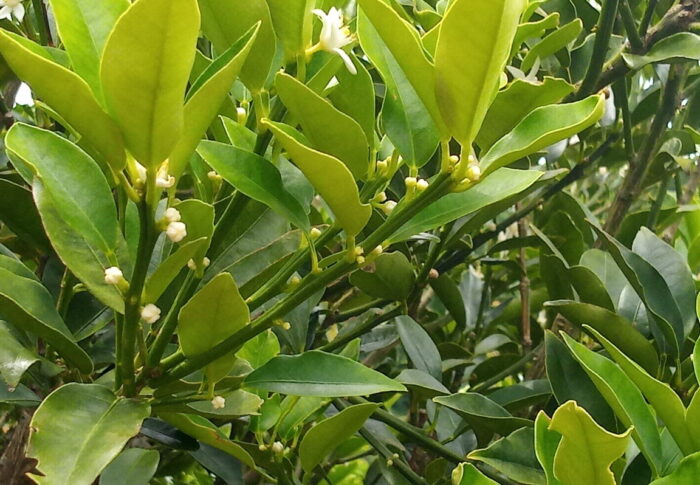 西隣さんの金柑に花が咲きました。今年二度目の花です。後もう一回咲きます。