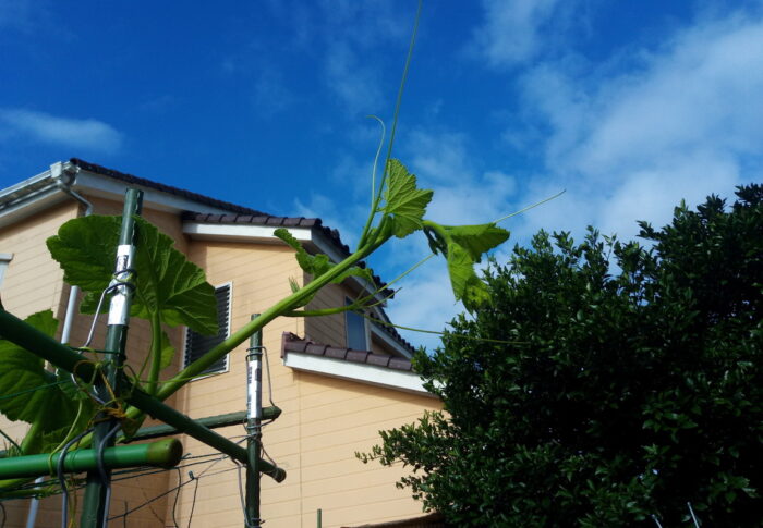 南瓜の子蔓が建物を目指して進んで来ました。”あれっ！？網が無いよ～。外された？”
