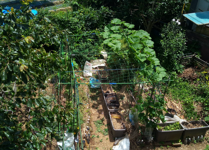 凄い勢いで伸びて来た子蔓がネットから外れてしまったので戻しました。