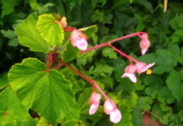 秋海棠は暑い夏に小川のほとりで群れて咲き、涼を齎して呉れる愛らしい花です。