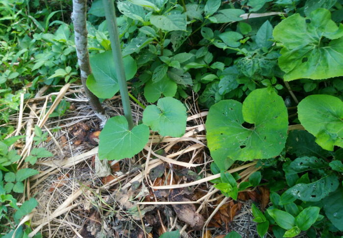 禅寺丸柿の根元から南瓜らしき、元気な苗が出て来ました。どうして？
