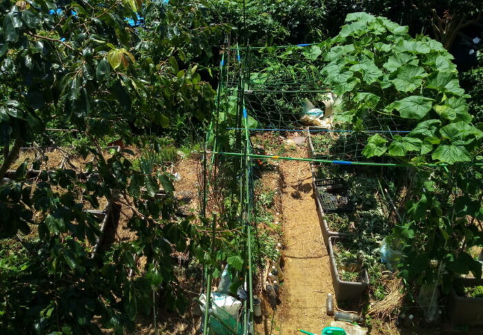 やや強めの風で揺れているのは、南瓜の葉と胡瓜の葉。ボーっと何時間でも見ていられる！