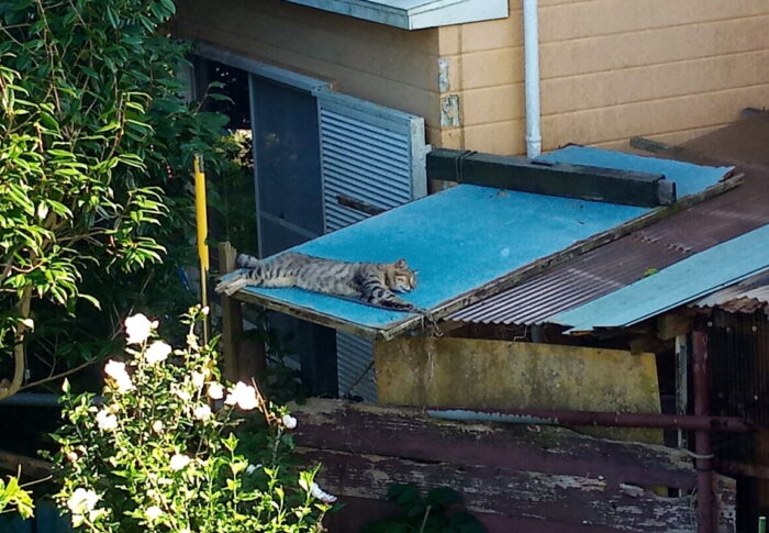 恋敵が目の前に転がって寝ていても、喧嘩する氣も起きないんじゃ！ただただ、暑い！！