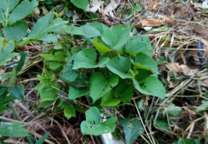 なにっ！？私の中では失敗して放棄したシルクスイートのお芋から葉が噴出しました！