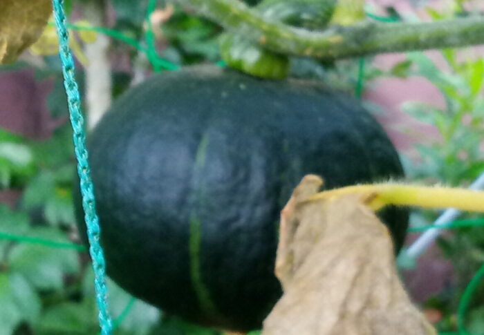 ＃2南瓜さん、収穫確定！ですよ~。果実を結ぶ蔓の色が少しずつ変わって来ました。