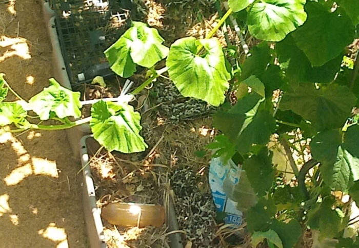 強烈な正午前の日差しに南瓜さんもグッタリ。午後は暑くても日差しは大分和らぎました。