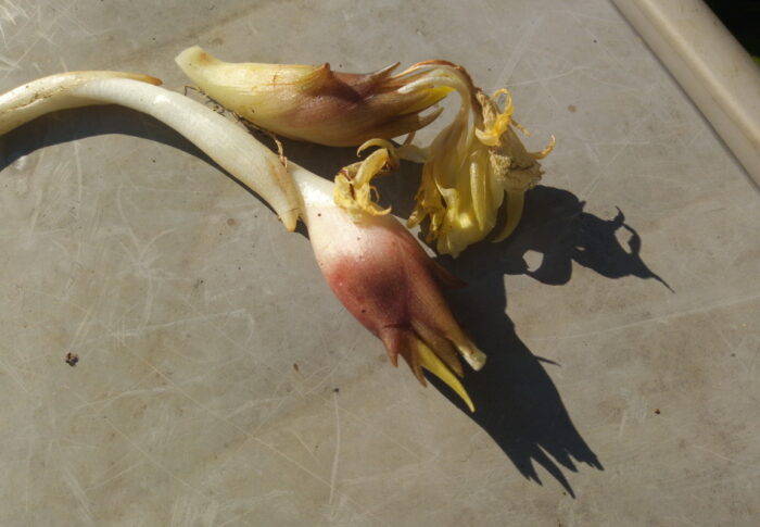 茹だる様な暑さは一旦小休止ですが、そんな時に食欲をそそってくれるのが茗荷の香り。