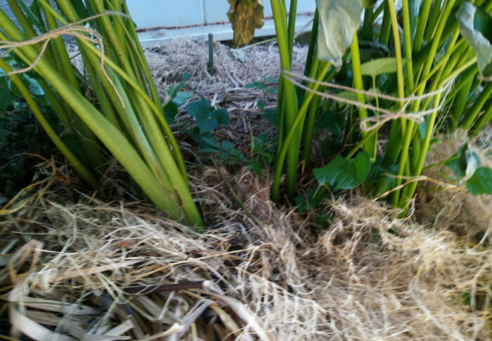 里芋の垂直仕立て栽培？ これから8月以降に芋が太り始めます。足元すっきり萱たっぷり。